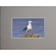 3" x 5" Blank Photo Gray Mat Board